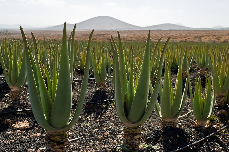 LaVida Pferdefutter Lexikon - Aloe Vera