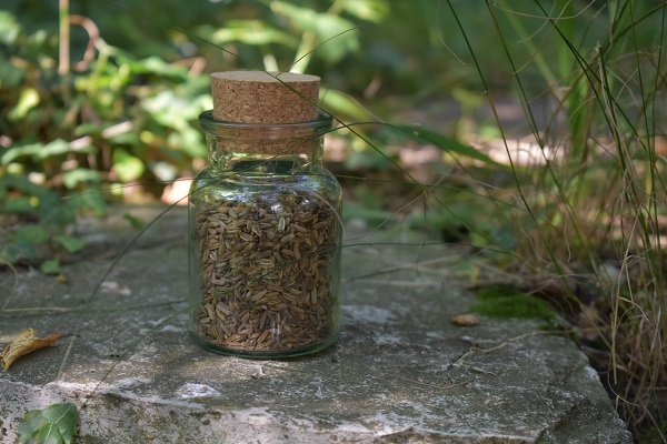 LaVida Pferdefutter Lexikon - Fenchel