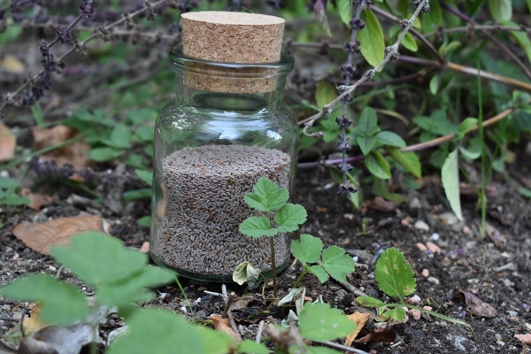 LaVida Pferdefutter Lexikon - Flohsamen