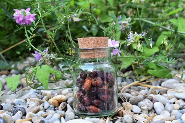 LaVida Pferdefutter Lexikon - Hagebutten