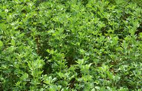 LaVida Pferdefutter Lexikon - Luzernegrünmehl